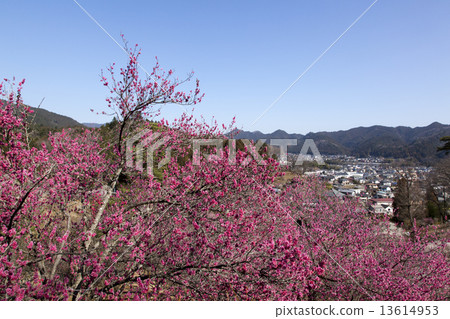 Yoshino Umezo 13614953