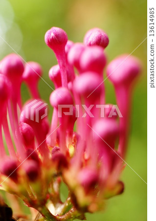 Butt bud 's bud 13614985