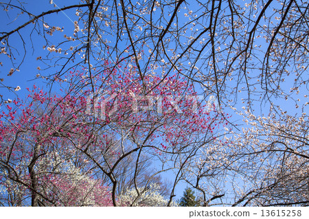 Yoshino Umezo Yoshino Umezo 13615258