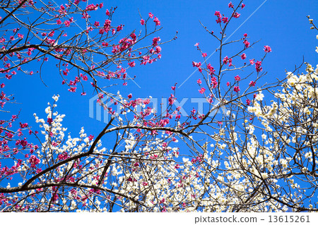 Yoshino Umezo 13615261