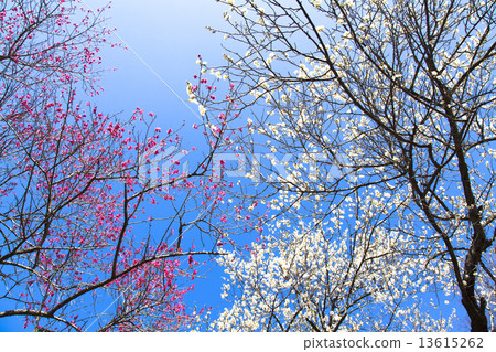 Yoshino Umezo 13615262