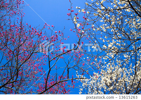 Yoshino Umezo Yoshino Umezo 13615263