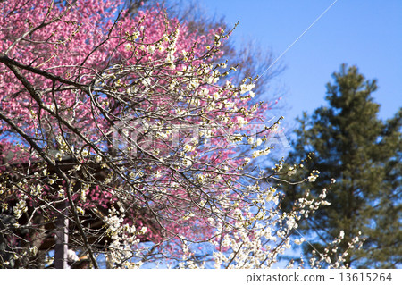 Yoshino Umezo Yoshino Umezo 13615264