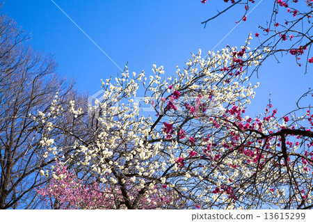 Yoshino Umezo Yoshino Umezo 13615299