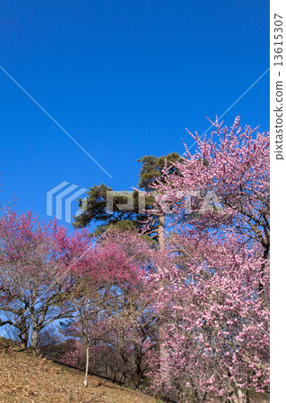 Yoshino Umezo Yoshino Umezo 13615307