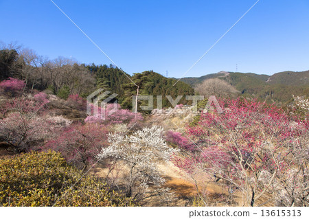 Yoshino Umezo Yoshino Umezo 13615313