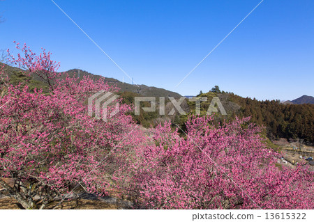 Yoshino Umezo Yoshino Umezo 13615322