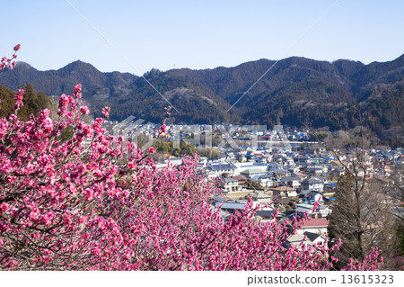 Yoshino Umezo Yoshino Umezo 13615323