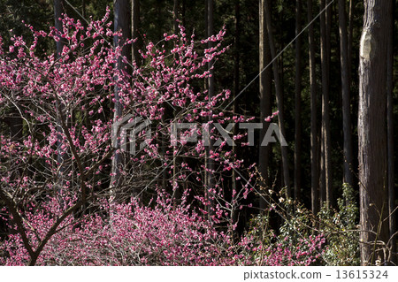 Yoshino Umezo Yoshino Umezo 13615324