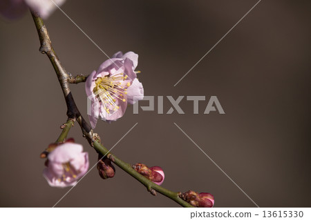 Yoshino Umezo 13615330