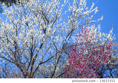 Yoshino Umezo Yoshino Umezo 13615352