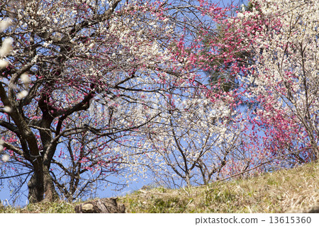 Yoshino Umezo Yoshino Umezo 13615360