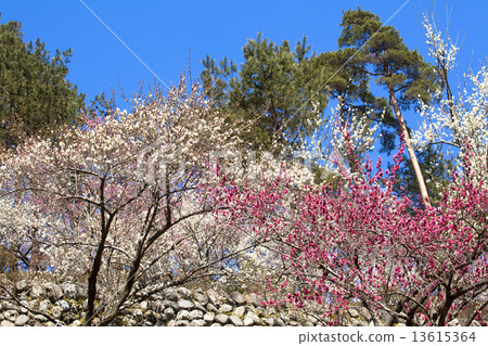 Yoshino Umezo Yoshino Umezo 13615364