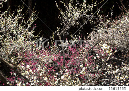 Yoshino Umezo Yoshino Umezo 13615365