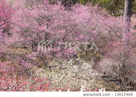 Yoshino Umezo Yoshino Umezo 13615409