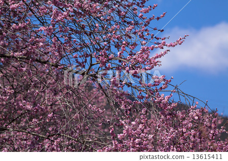 Yoshino Umezo Yoshino Umezo 13615411