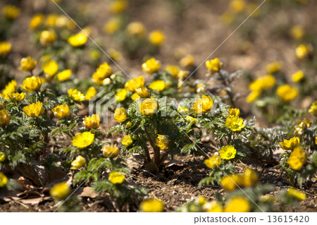 Yoshino Umezo 13615420