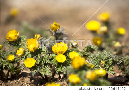 Yoshino Umezo 13615422