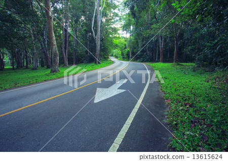 asphalt road in deep forest use as landtransport in nature wild 13615624