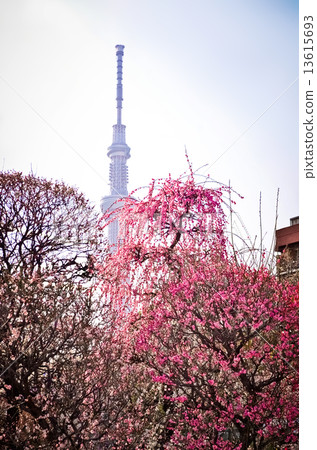 從Katori寺廟·Bairin的東京天空樹 從Katori寺廟·Bairin的東京天空樹 13615693