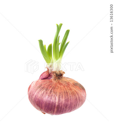 Budding shallot 13616300