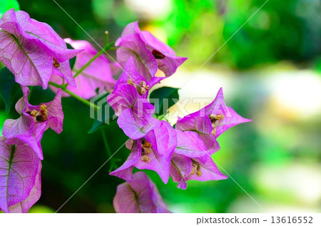 九重葛Sandeliana 13616552