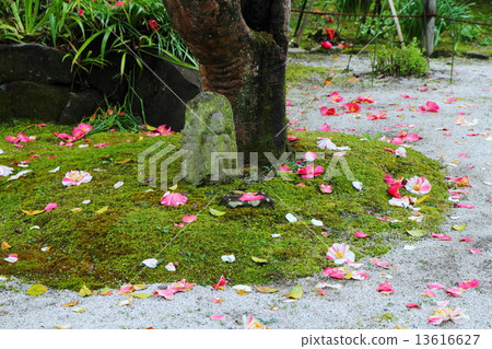 Shirakuji Temple with scattered camellia 13616627