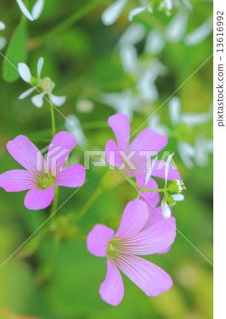 Murasaki catabami和大戟屬 13616992