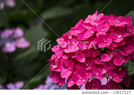hydrangea hydrangea 13617127