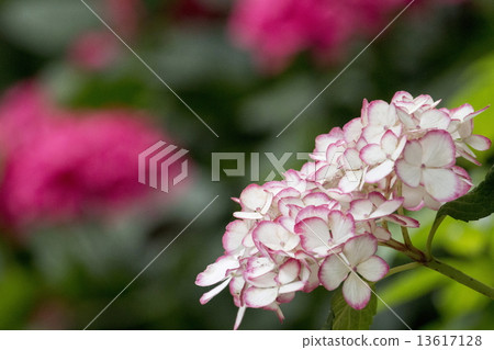 hydrangea hydrangea 13617128