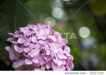 hydrangea hydrangea 13617129