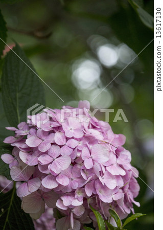 hydrangea hydrangea 13617130