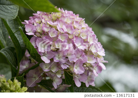  hydrangea 13617131