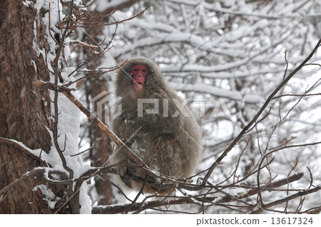 猴子在日本最北端的國家 13617324