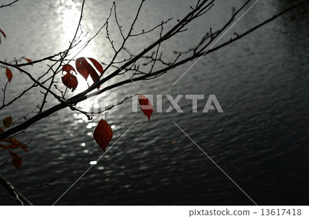 leaf leaf 13617418