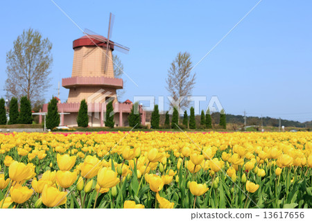 <Shimane Prefecture> Hakuta's tulip fields and windmills 13617656