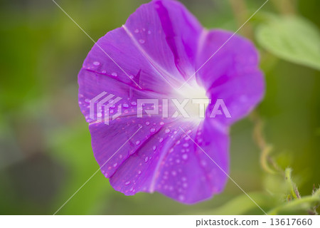  早晨的太陽 13617660