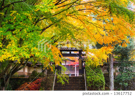 Nagaizumiji秋季葉子 Nagaizumiji秋季葉子 13617752