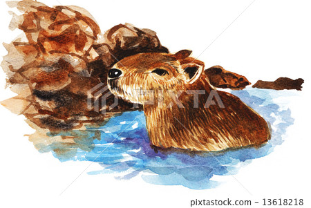 水豚 水彩畫 天溫泉 13618218