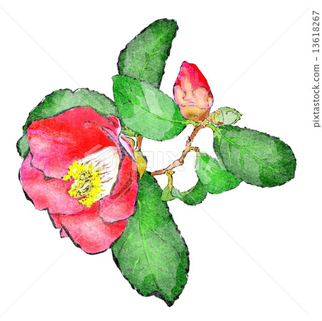 Camellia Camellia 13618267