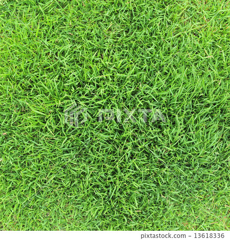 grass background 13618336
