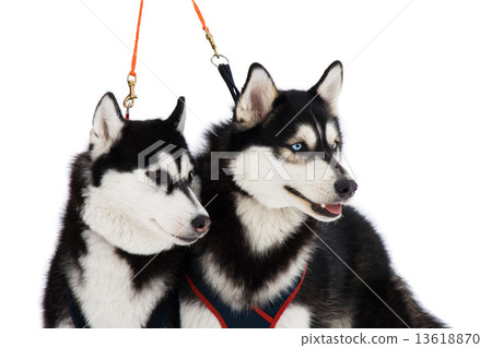 Two husky dogs Two husky dogs 13618870