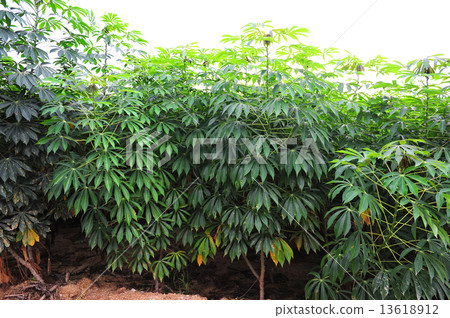 Cassava Tree Cassava Tree 13618912