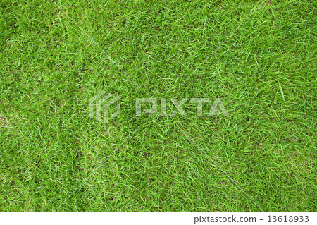 Grass 13618933