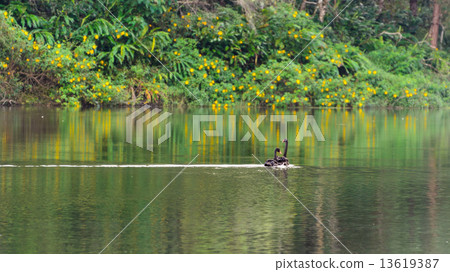 Black swan and its mate are swimming in the lake 13619387