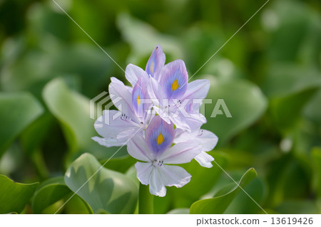 Water hyacinth 1 13619426