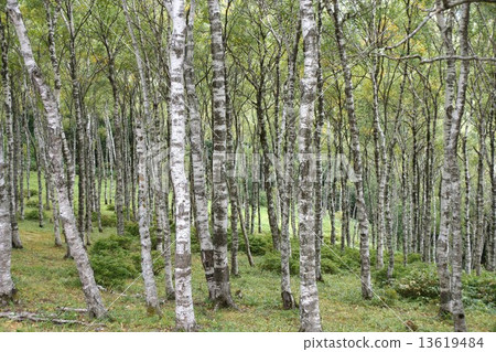 Mikahara Plateau（Shirakaba Plain Lenzite杜鵑花） 13619484