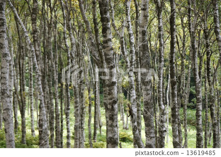 Mikahara Plateau（Shirakaba Plain Lenzite杜鵑花） 13619485