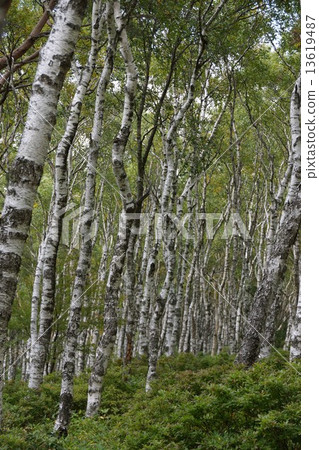 Mikahara Plateau(Shirakaba Plain Lenzite杜鵑花) Mikahara Plateau(Shirakaba Plain Lenzite杜鵑花) 13619487