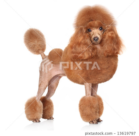 Toy-Poodle on a white background 13619797